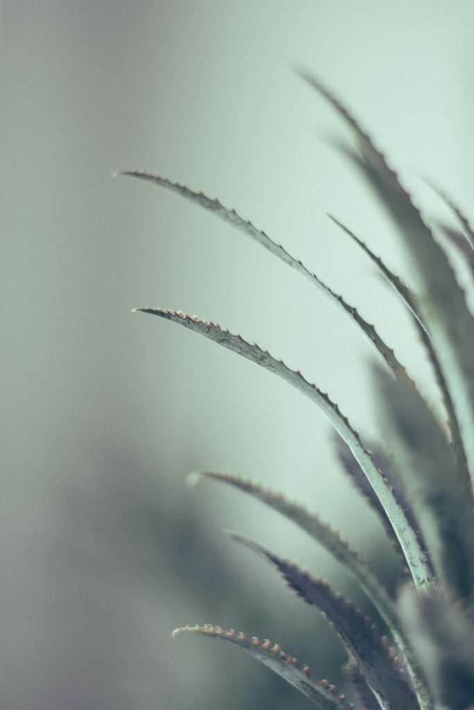 תבשיל בקר עם חומוס ועשבי תיבול