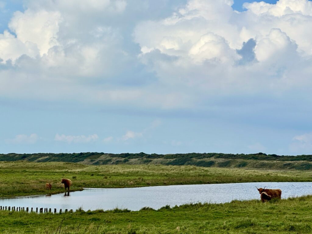 סטייק בקר ברוטב צ'ימיצ'ורי ואננס