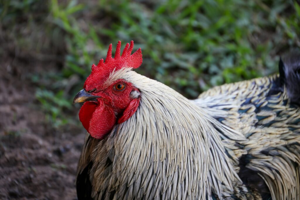 חזה עוף במרינדת דבש וסויה בתנור