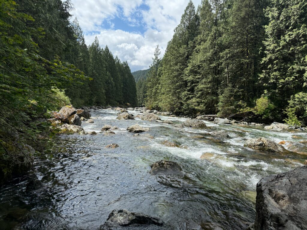 עוף מוקפץ עם ירקות ואגוזי קשיו