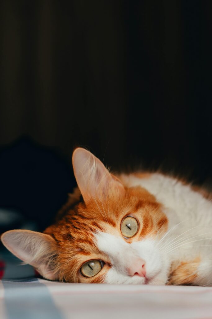 דג סלמון בסגנון אסיאתי עם רוטב ג'ינג'ר ולימון