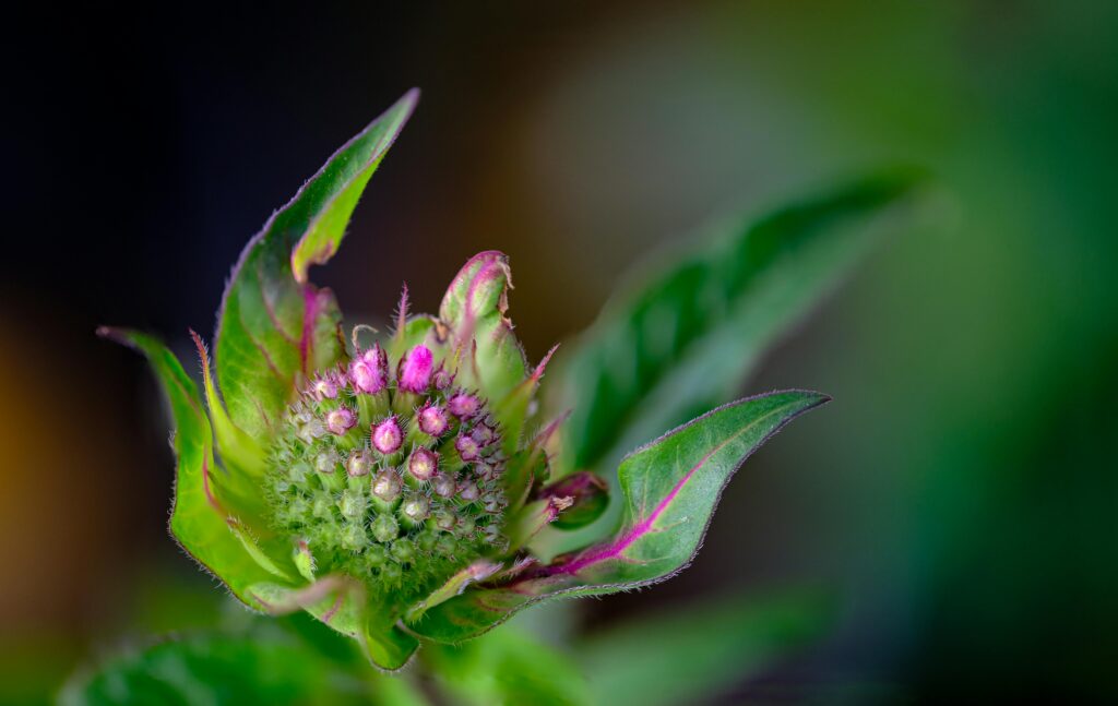קציצות עוף במרק לימון ונענע
