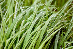 עוף בסגנון תאילנדי עם חלב קוקוס ולימון גראס